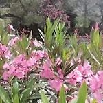 Canario * Çıralı