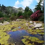 Canario * Çıralı