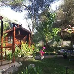 Canario * Çıralı
