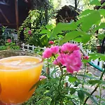 Canario * Çıralı