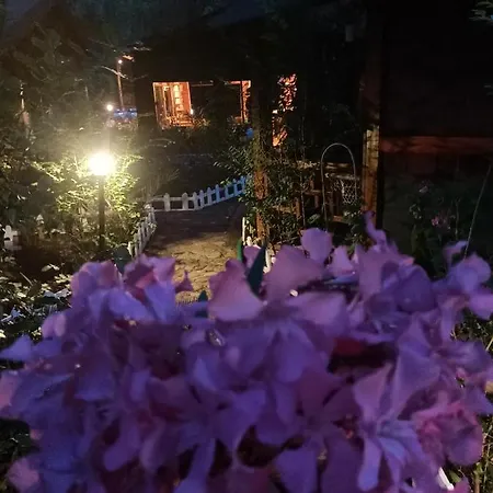 Orman Evi Canario Çıralı