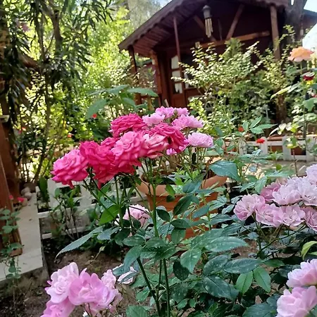 Chata Canario Çıralı