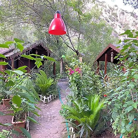 Canario * Çıralı