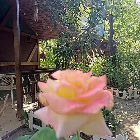롯지 Canario Çıralı