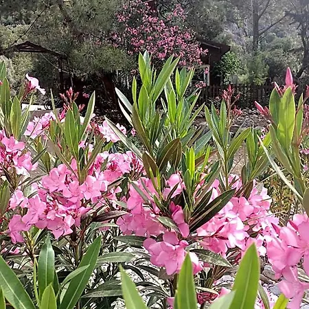 롯지 Canario Çıralı