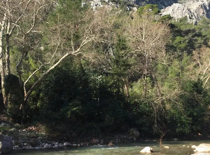 Canario Cirali